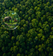 Forest and biodiversity mapping aerial view